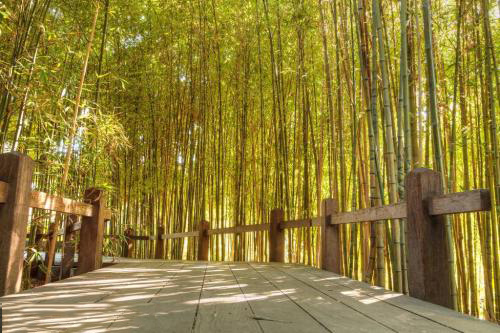 大雅風骨，深刻在中國人文化里的竹情結(jié)