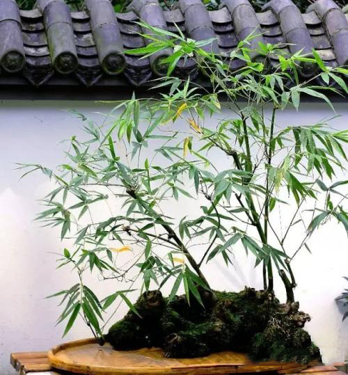 大雅風骨，深刻在中國人文化里的竹情結(jié)