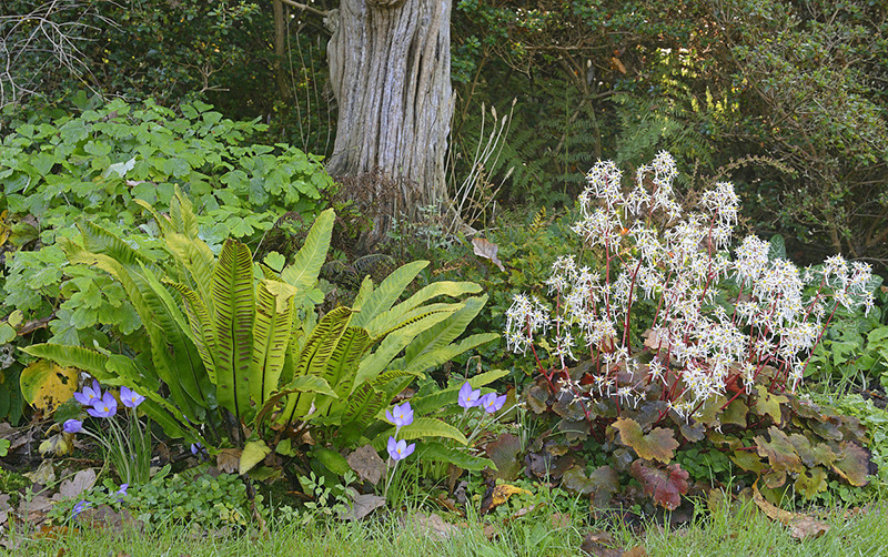 蕨類(lèi)植物在園林中的多彩應(yīng)用