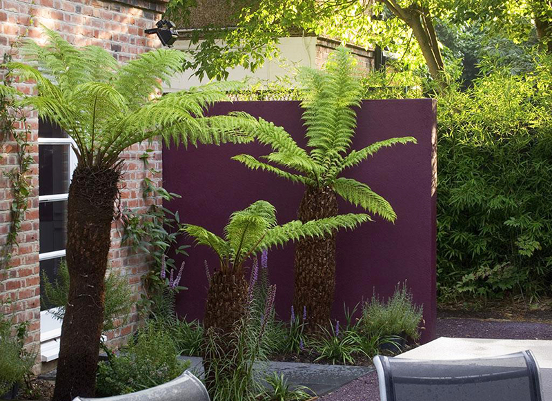 蕨類(lèi)植物在園林中的多彩應(yīng)用