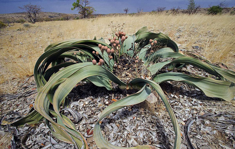 【植物趣聞】植物界中的老壽星！