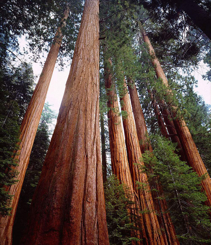 【植物趣聞】植物界中的老壽星！