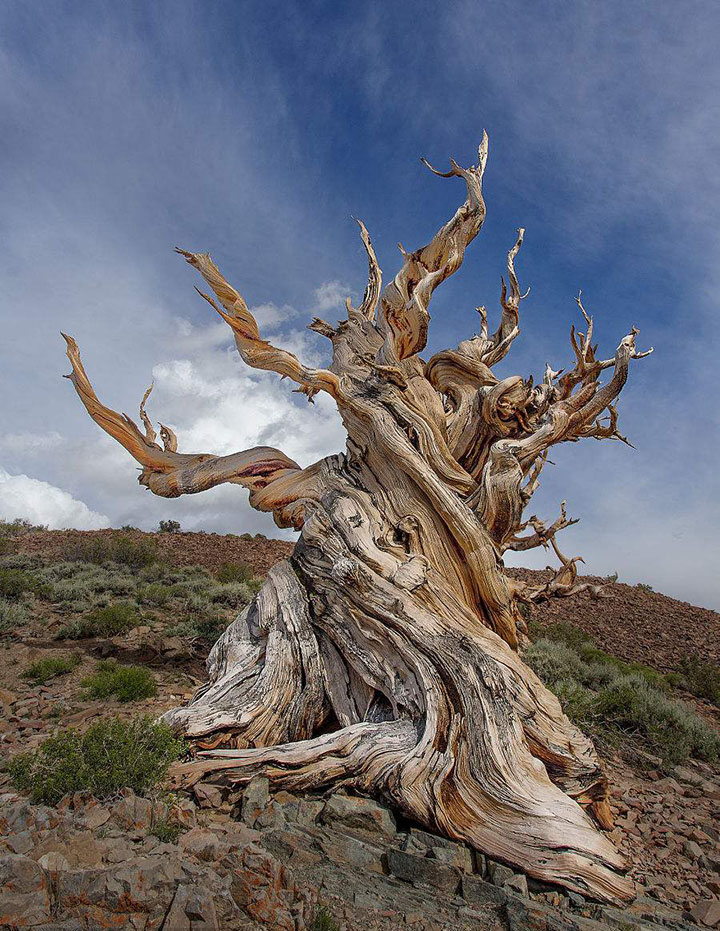 【植物趣聞】植物界中的老壽星！