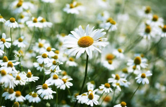 【漲姿勢(shì)】關(guān)于植物的10個(gè)冷知識(shí)