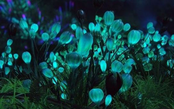 【漲姿勢(shì)】關(guān)于植物的10個(gè)冷知識(shí)