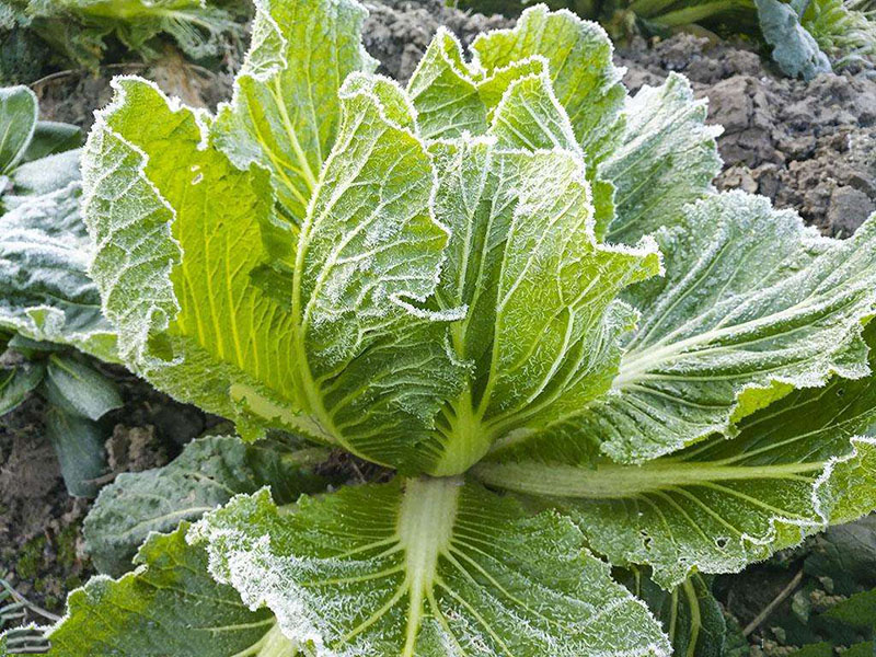 【漲姿勢(shì)】關(guān)于植物的10個(gè)冷知識(shí)