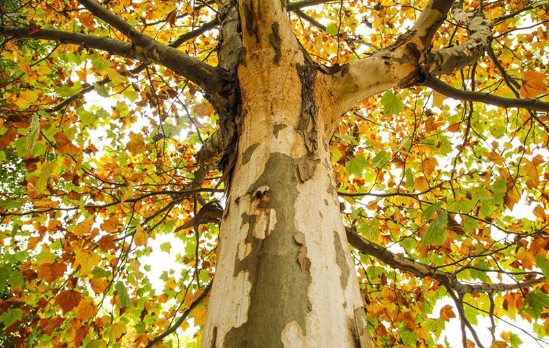 【懸鈴木】既不產(chǎn)自法國(guó)，也不是梧桐的“法國(guó)梧桐”