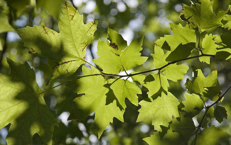 【懸鈴木】既不產(chǎn)自法國(guó)，也不是梧桐的“法國(guó)梧桐”