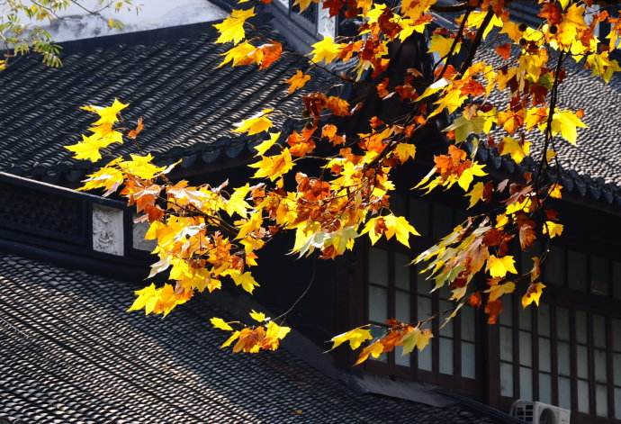 【懸鈴木】既不產(chǎn)自法國(guó)，也不是梧桐的“法國(guó)梧桐”