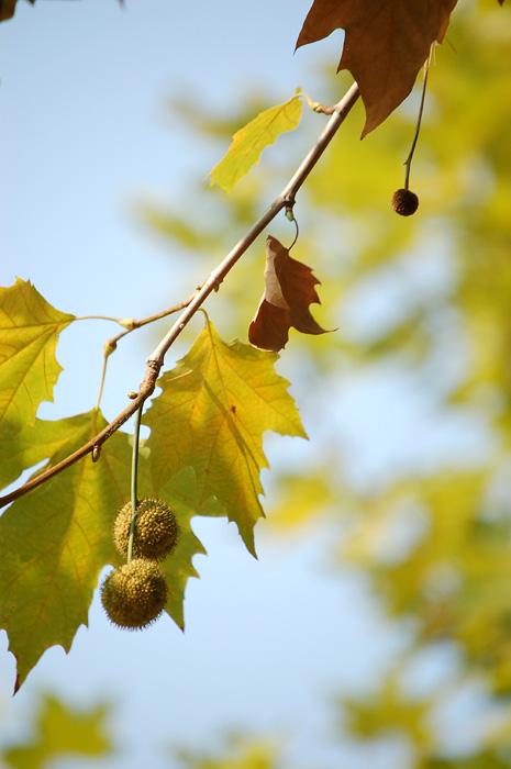 【懸鈴木】既不產(chǎn)自法國(guó)，也不是梧桐的“法國(guó)梧桐”