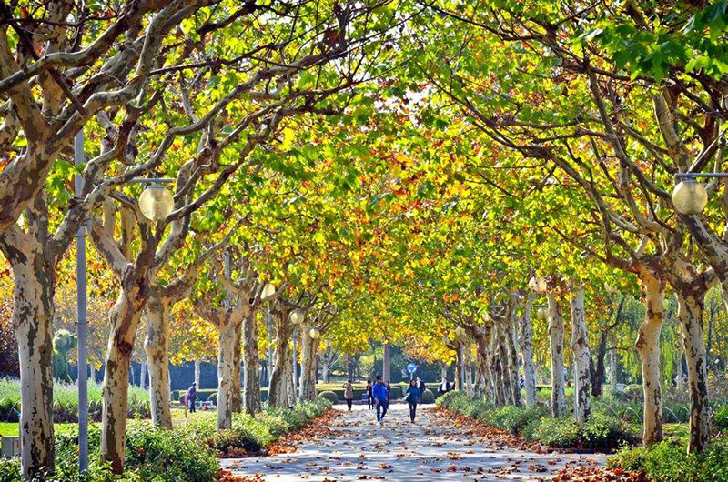 【懸鈴木】既不產(chǎn)自法國(guó)，也不是梧桐的“法國(guó)梧桐”