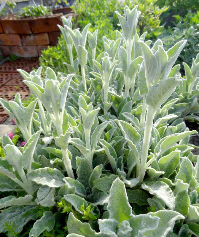 【植物筆記】自帶冬霜，身披絨毛的綿毛水蘇