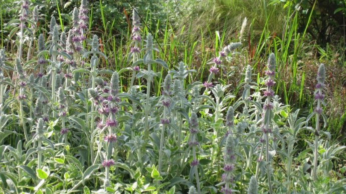 【植物筆記】自帶冬霜，身披絨毛的綿毛水蘇