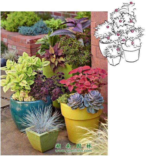 陽(yáng)臺(tái)花園&入戶花園  用觀葉植物打造室內(nèi)景觀