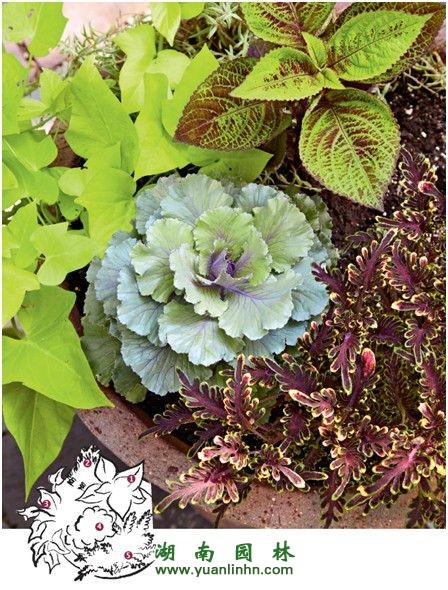 陽(yáng)臺(tái)花園&入戶花園  用觀葉植物打造室內(nèi)景觀