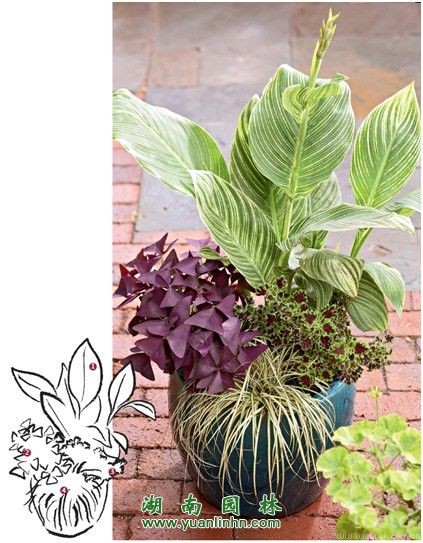 陽(yáng)臺(tái)花園&入戶花園  用觀葉植物打造室內(nèi)景觀