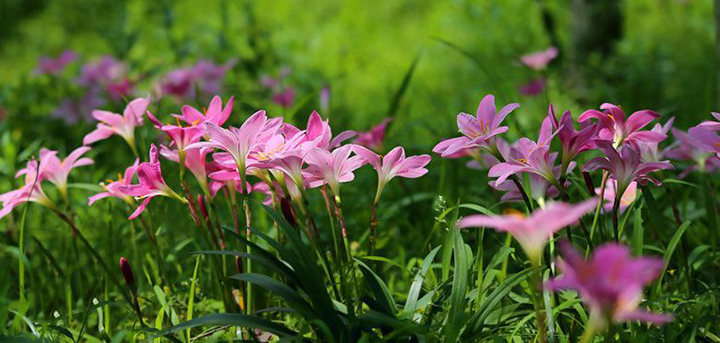 七月，雨中風(fēng)雨蘭