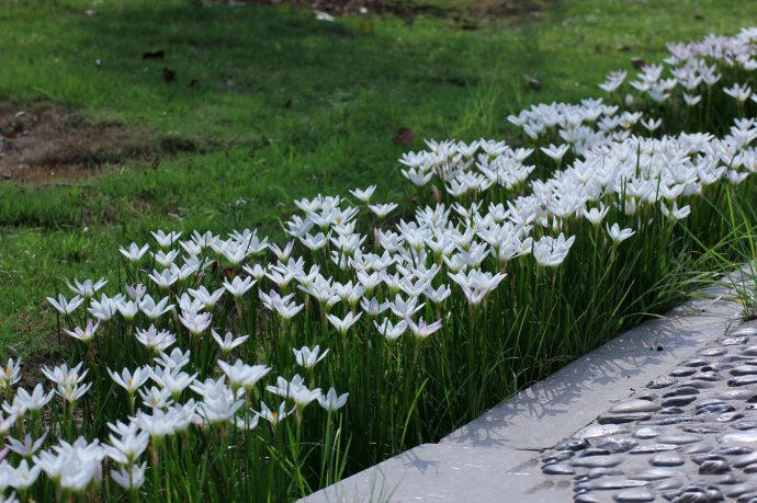 七月，雨中風(fēng)雨蘭