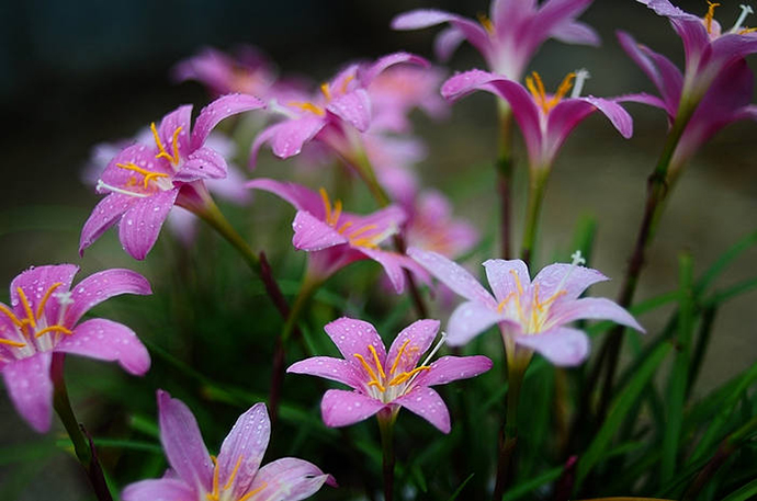 七月，雨中風(fēng)雨蘭