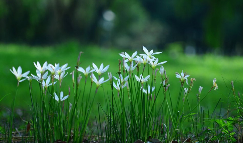 七月，雨中風(fēng)雨蘭
