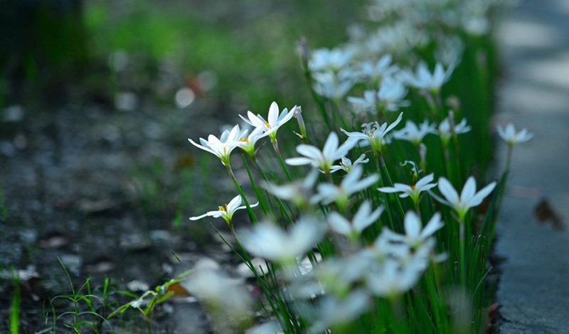 七月，雨中風(fēng)雨蘭