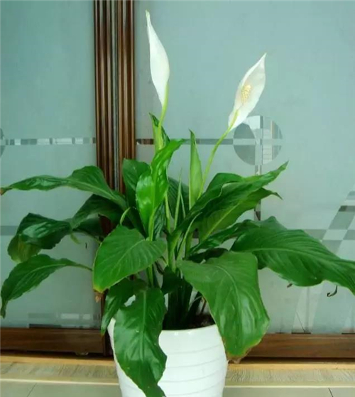 1.jpg 家庭養(yǎng)花:新房客廳適合擺放的綠植