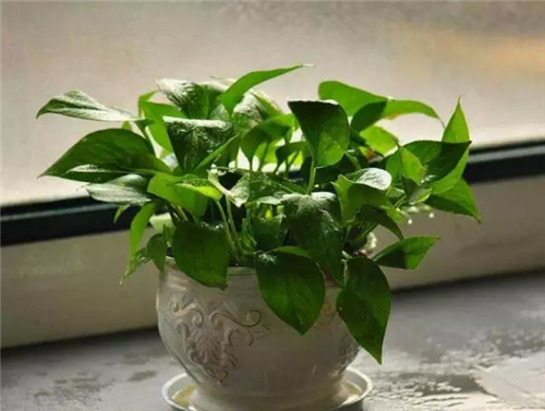 2.jpg 家庭養(yǎng)花:新房客廳適合擺放的綠植