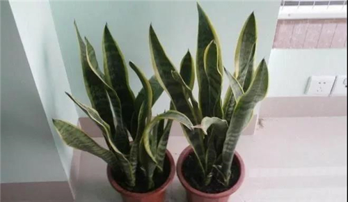 3.jpg 家庭養(yǎng)花:新房客廳適合擺放的綠植