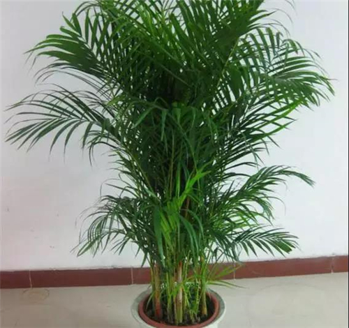 5.jpg 家庭養(yǎng)花:新房客廳適合擺放的綠植