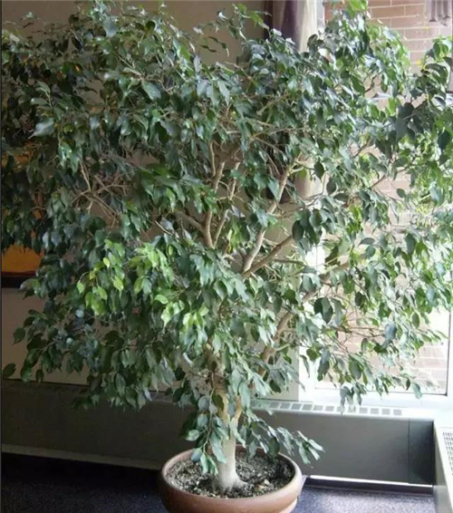 6.jpg 家庭養(yǎng)花:新房客廳適合擺放的綠植