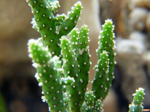 仙人掌或仙人球