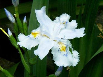 必看：花卉綠植哪些適合家養(yǎng)？