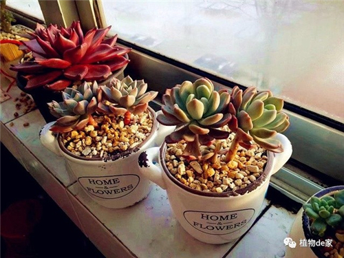 花卉栽培：多肉出現(xiàn)以下情況，趕緊翻盆換土！