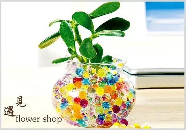 花卉栽培：水晶泥在花卉栽培中的應用