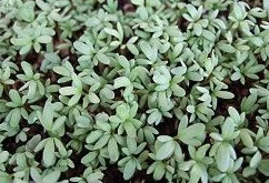 麻辣香草－胡椒草的栽培與管理(圖)