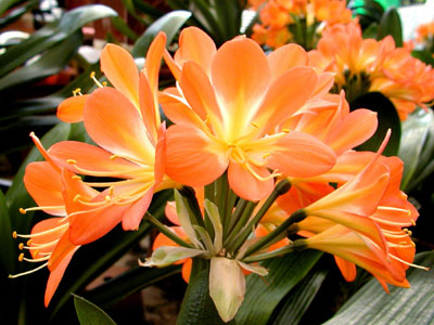 君子蘭的栽培與管理(圖)