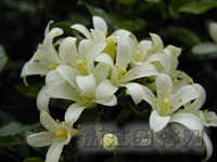 九里香栽培(圖)