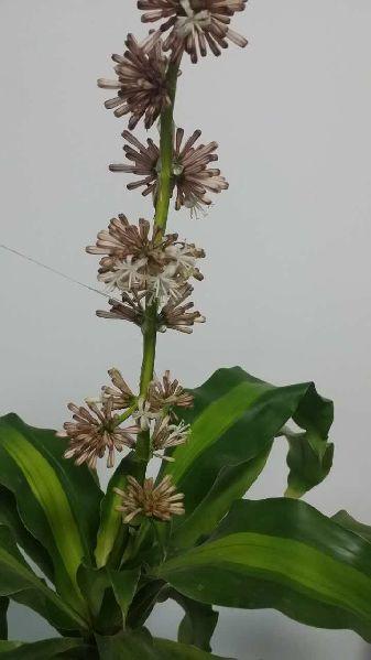 西安：盆栽巴西木開(kāi)了3次花，專家稱少見(jiàn)