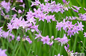 豐富城市花卉品種 成都引進(jìn)多種花卉(配圖)