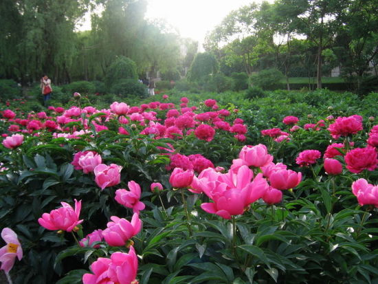 牡丹園花開時(shí)期美景