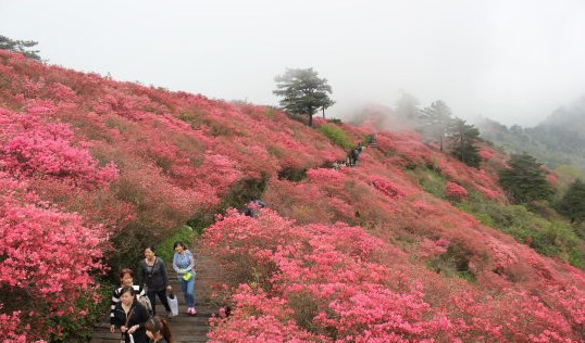 游客暢游杜鵑花海