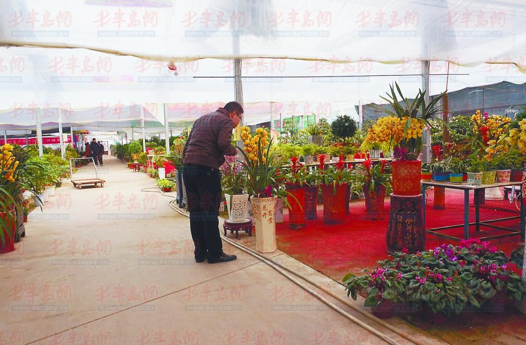 市民選購鮮花綠植。 山東高密:室內(nèi)養(yǎng)花有講究 觀賞性花卉或含致癌物質(zhì)