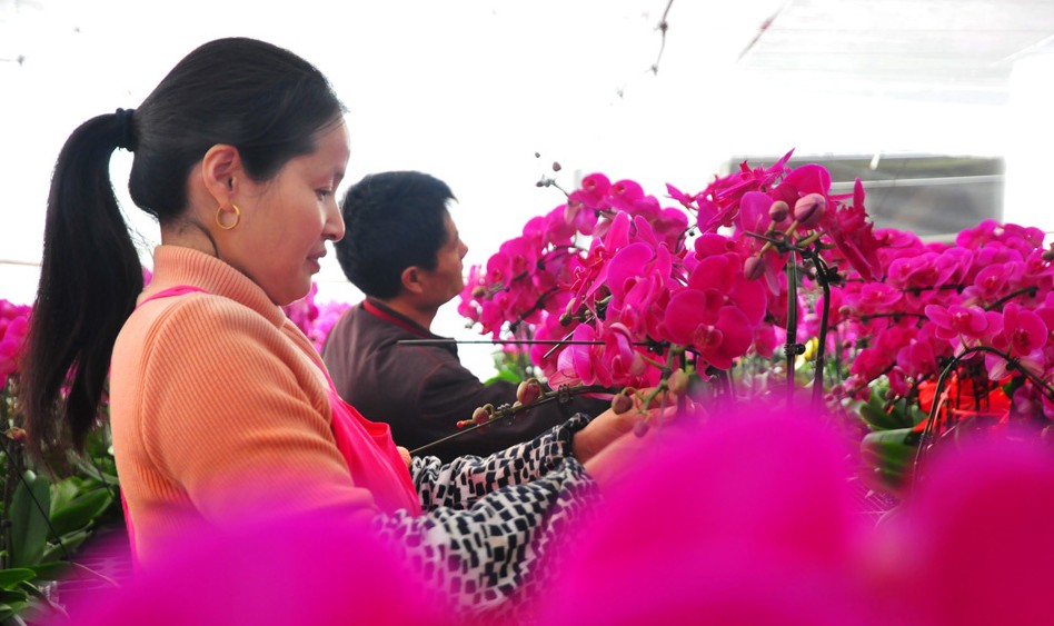 江蘇：南通新品耐寒蝴蝶蘭 扮靚春節(jié)千萬(wàn)家