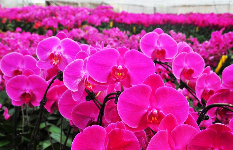 江蘇：南通新品耐寒蝴蝶蘭 扮靚春節(jié)千萬(wàn)家