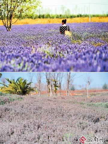 春節(jié)鮮花價格或更貴 漲勢持續(xù)到3月份