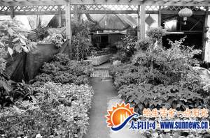 臨近春節(jié)，本應是紅紅火火的熱銷季，漳州花卉市場卻遇冷。