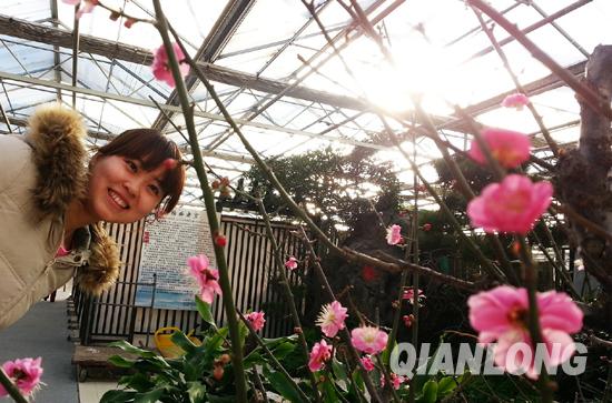 女孩在盛放的紅梅前流連忘返