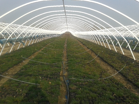 吉林：九臺市波泥河鎮(zhèn)發(fā)展苗木花卉產(chǎn)業(yè)紀(jì)實(shí)