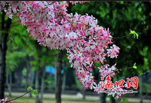 ?？趫@林引進(jìn)新品種 市民可在家門口賞泰國(guó)櫻花