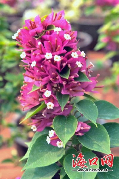 海口園林引進(jìn)新品種 市民可在家門口賞泰國(guó)櫻花